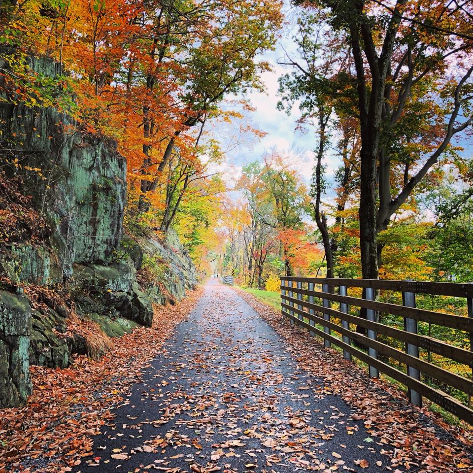 Leaf-covered rail-trail running between a mossy rock cut and a wooden fence in peak fall color