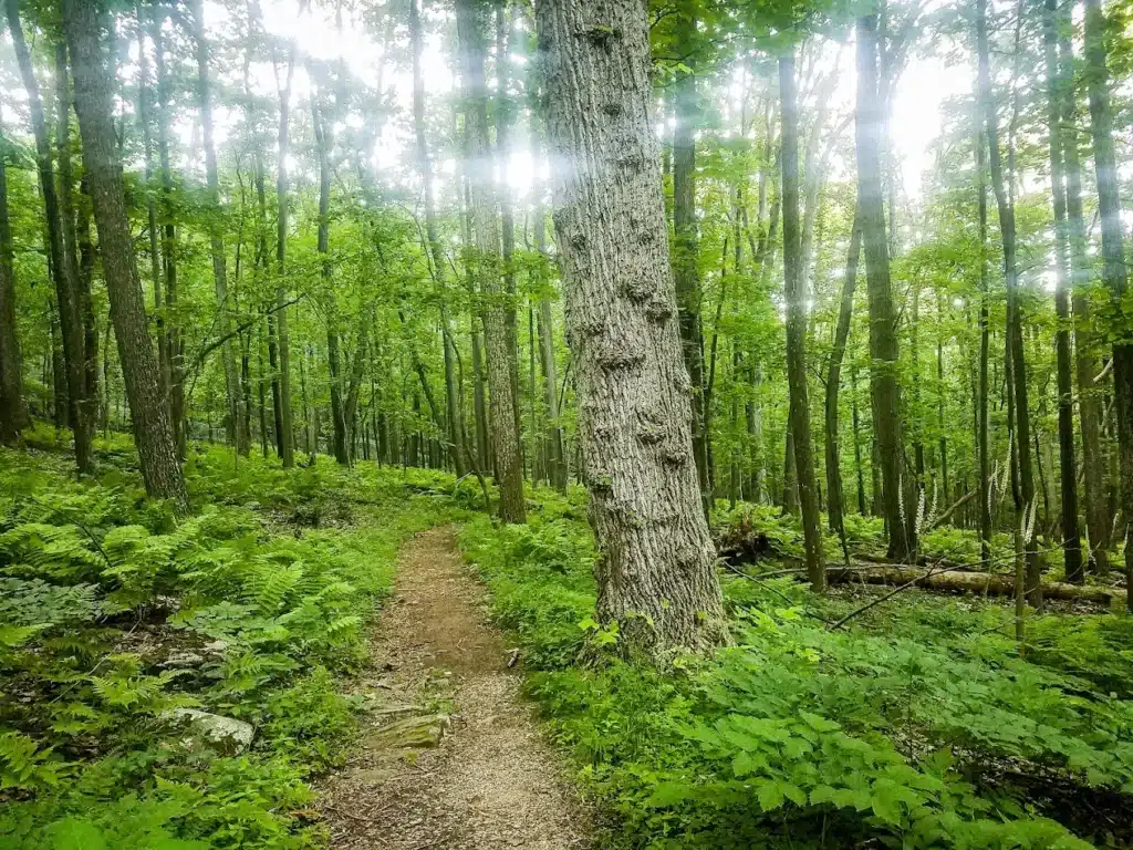 Dirt singletrack trail through ferns and tall trees with sunlight breaking through the canopy at Gambrill State Park