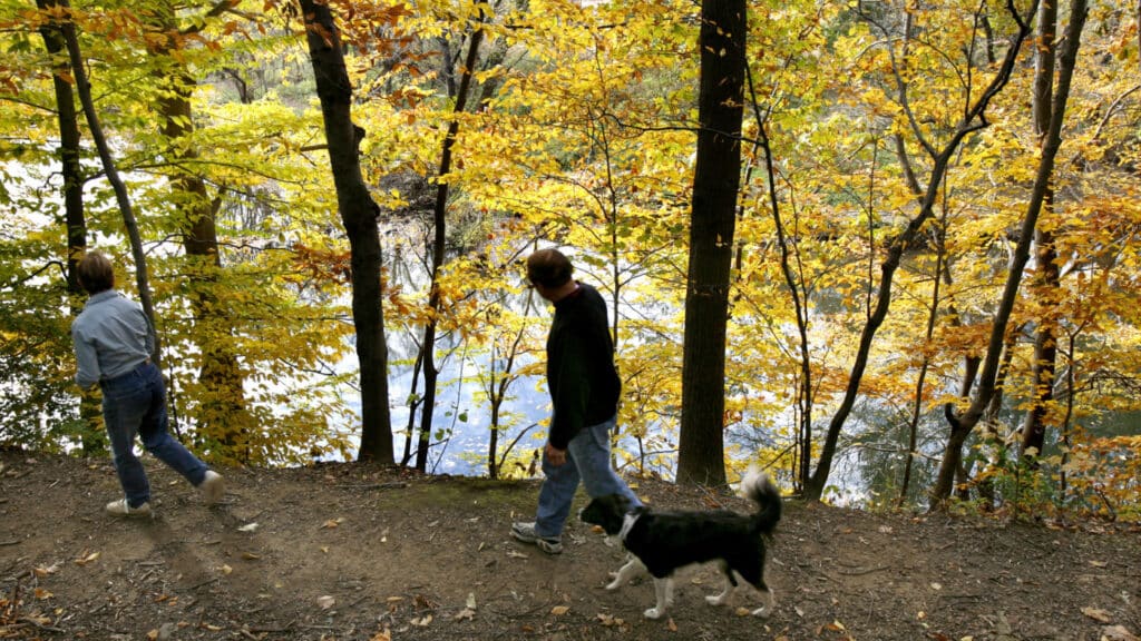 Two people walking a dog on a dirt path beside the creek under golden fall foliage